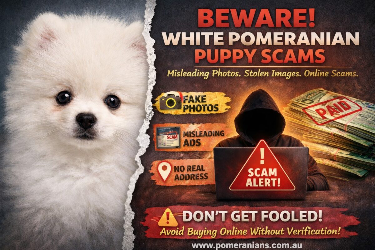 Pomeranian Puppy Scam