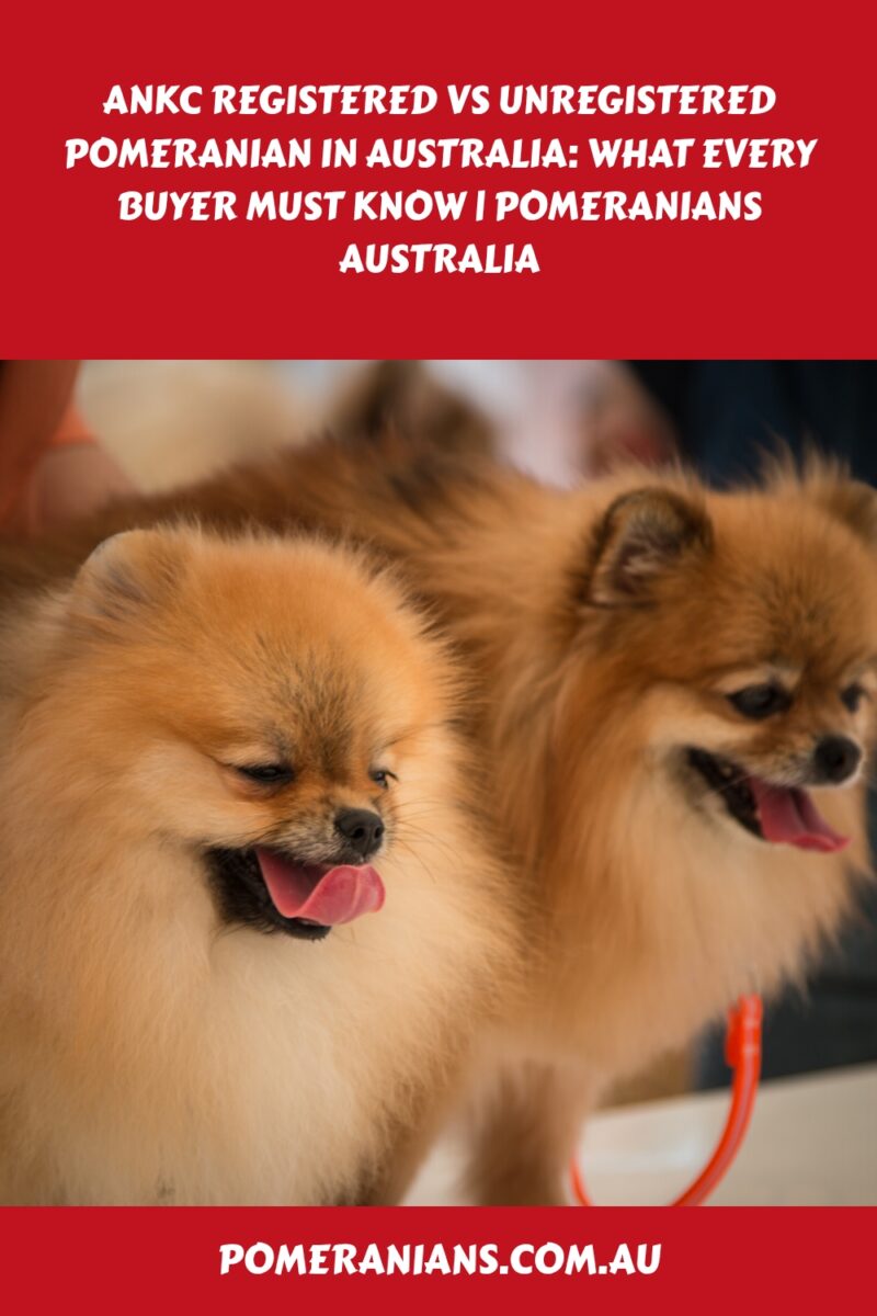 ANKC Registered vs Unregistered Pomeranian in Australia: What Every Buyer Must Know
