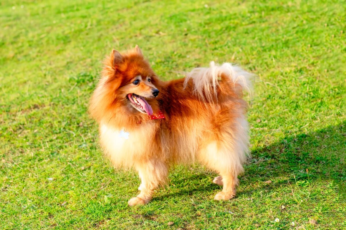 Backyard type Pomeranian