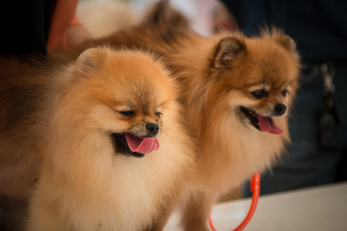 Pomeranians