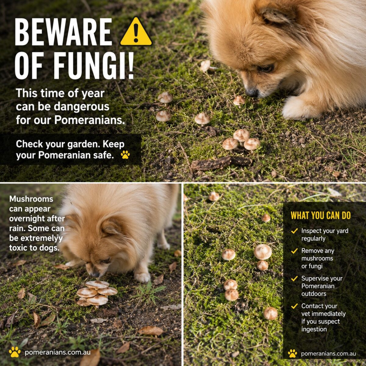 Pomeranians and fungi