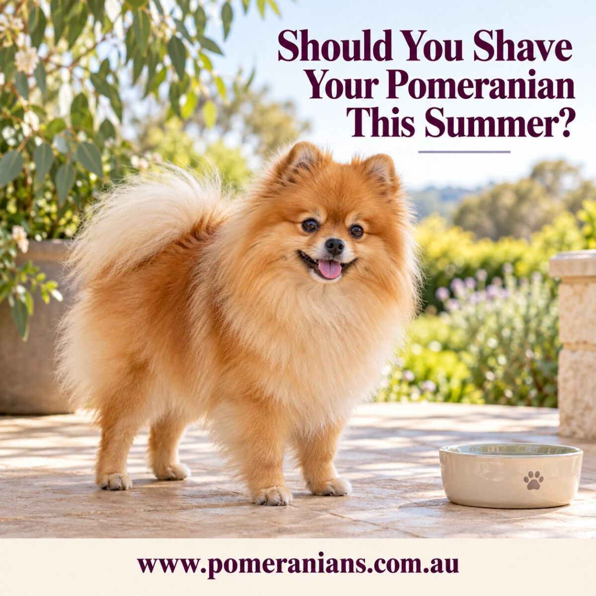 Should You Shave a Pomeranian in Summer? A Guide for Australian Owners