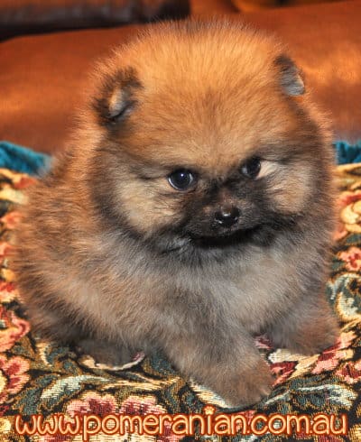 Dochlaggie puppy