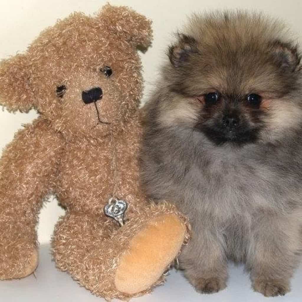 Buffy Pomeranian Ronchi