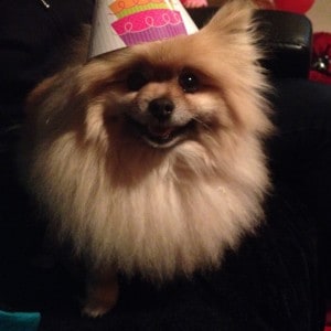 Buffy Pomeranian Ronchi
