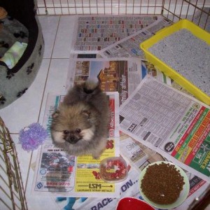 Buffy Pomeranian Ronchi