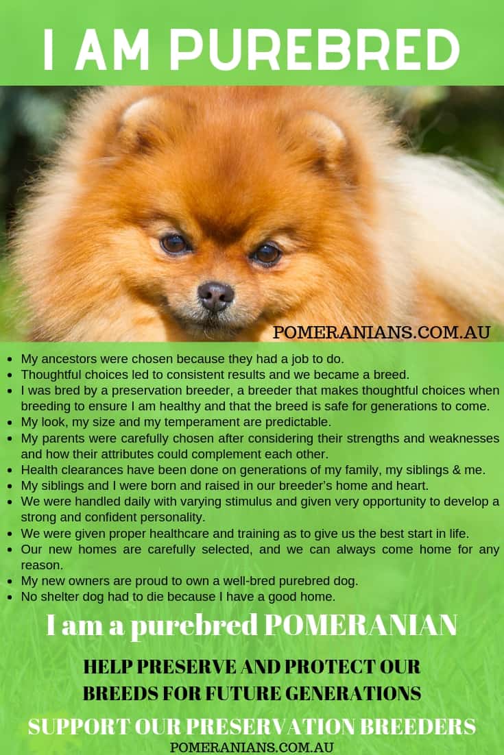 Pomeranian Puppy Diet Chart