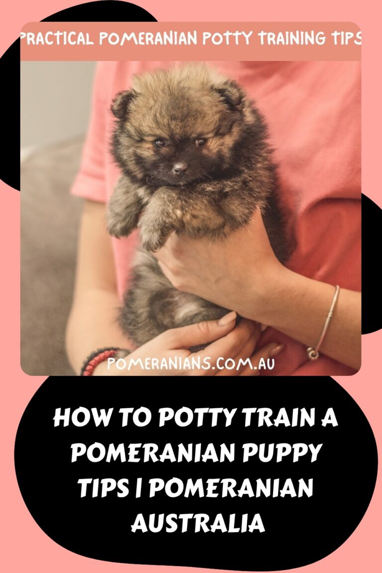How to Potty Train a Pomeranian Puppy Tips Pomeranian Australia