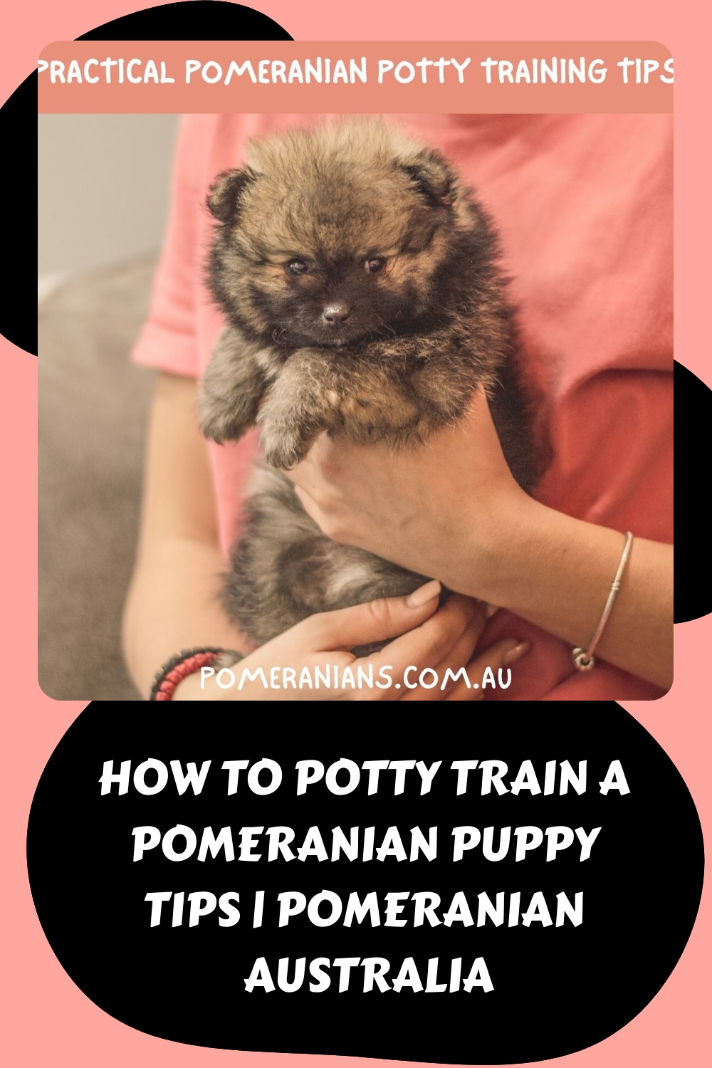 How to Potty Train a Pomeranian Puppy Tips Pomeranian Australia