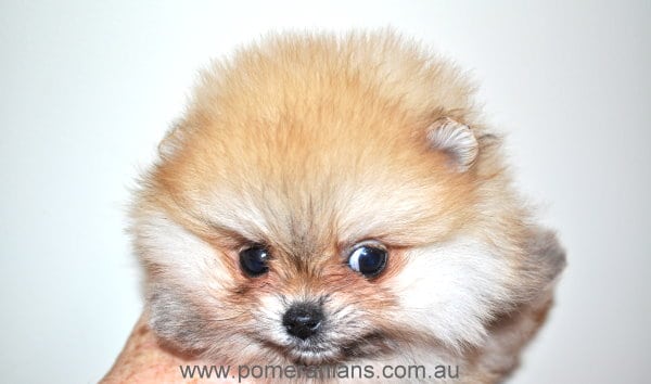 Pomeranian Baby