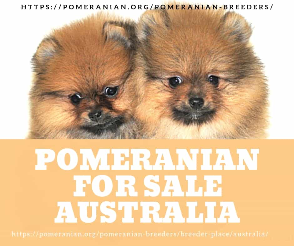 Pet shop pomeranians outlet for sale