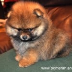 Pomeranian Puppy. When is a Pomeranian Full Grown ?