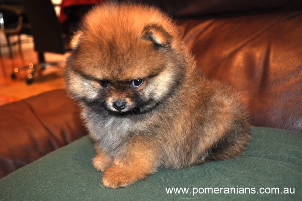 Pomeranian litter clearance box