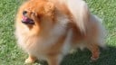 Pomeranian Characteristics