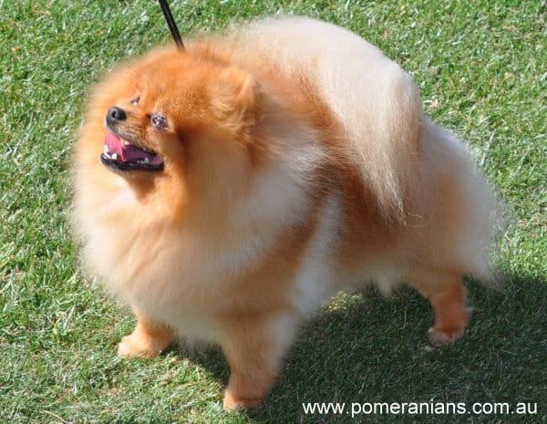 at what age is a german spitz full grown