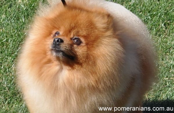 big pomeranians