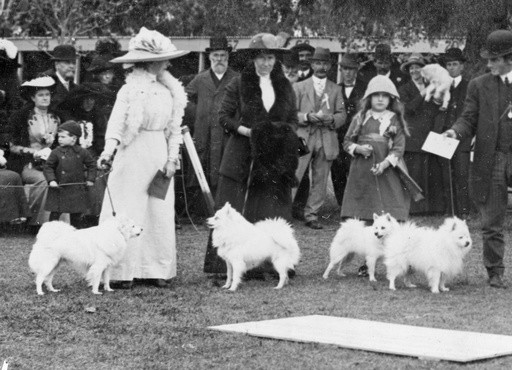 Pomeranian Judging Adelaide 1917