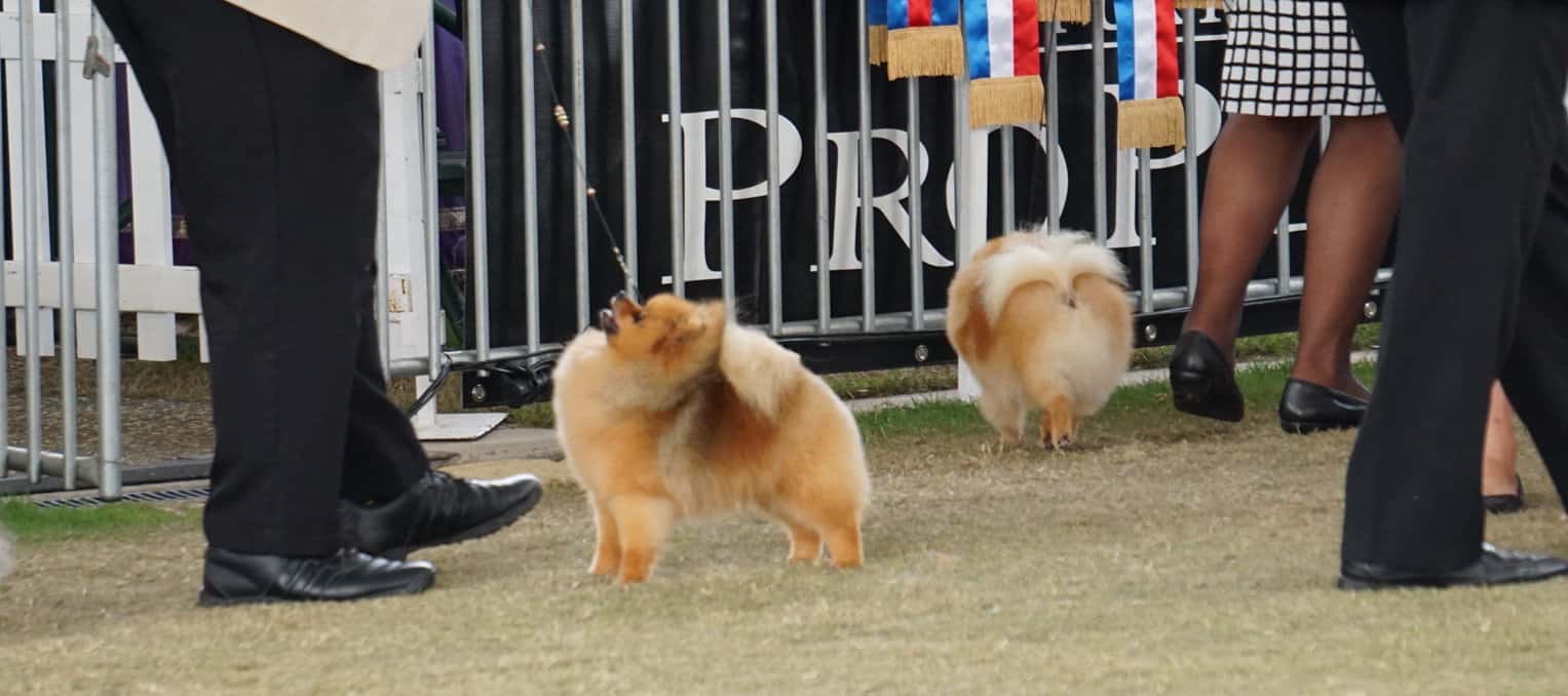 Rebel wins back-to-back BEST EXHIBIT IN GROUPS