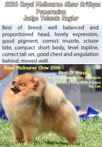 best pomeranian royal melbourne show 2016