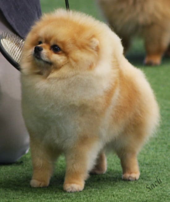 Orange Pomeranian Dog