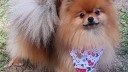 Melbourne Pomeranian Meet-Up/Christmas Party