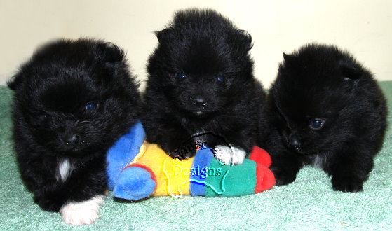 Black pomeranian hot sale puppy price