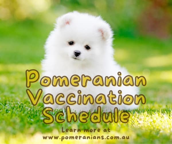 Pomeranian Vaccinations
