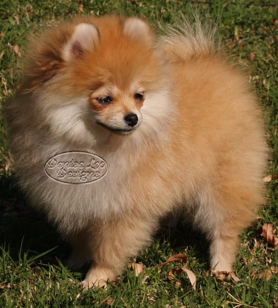 Best way to potty 2024 train a pomeranian puppy