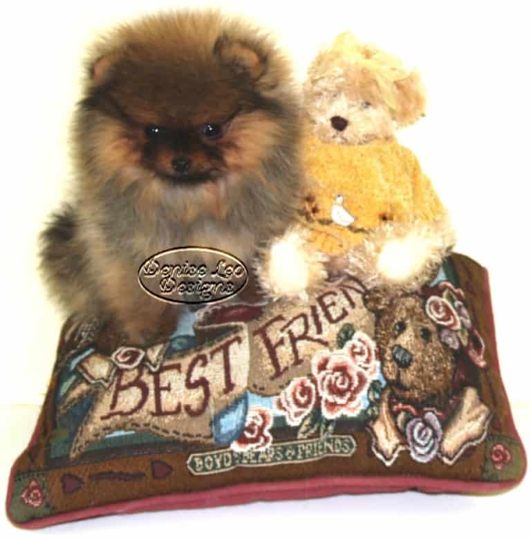 How to potty train pomeranian