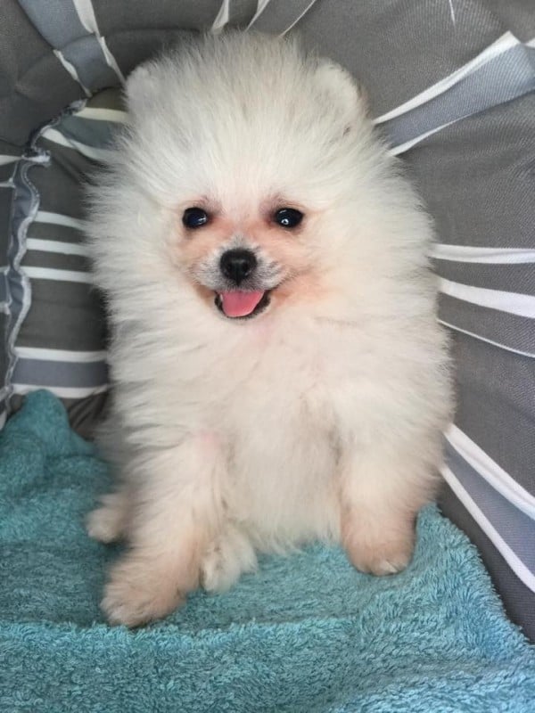 How To Train A Pomeranian