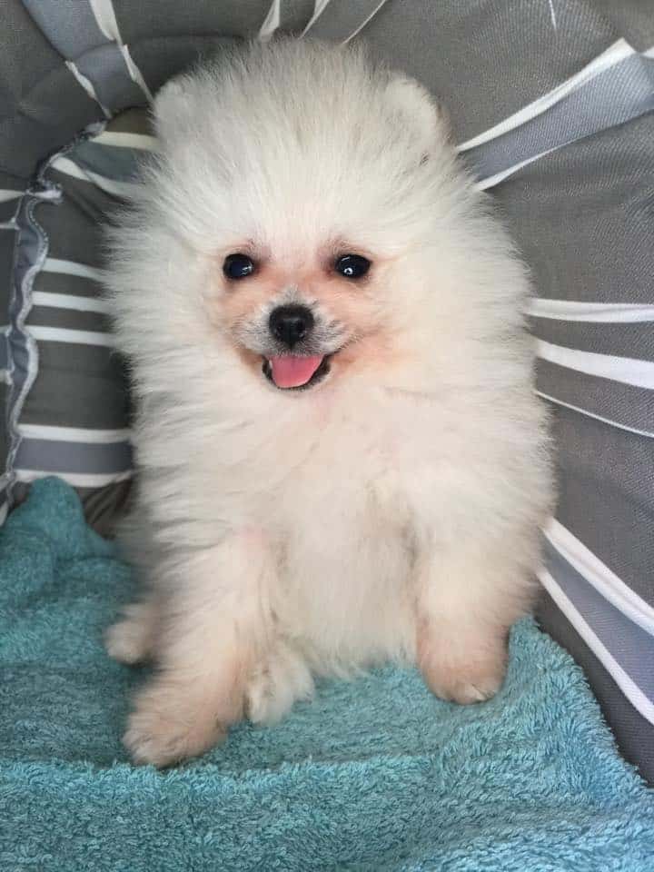 Cream Pomeranian Puppy