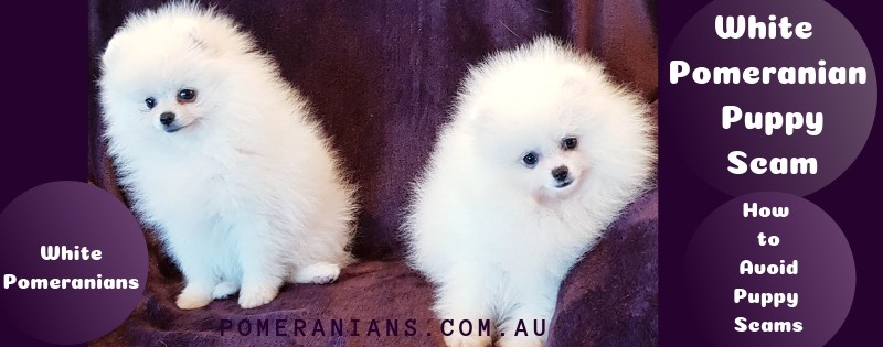 do pomeranians coats change color