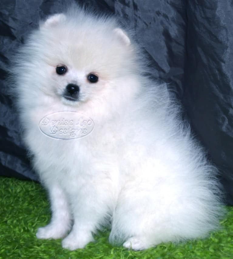 White Pomeranian Puppy Scam Pomeranian Australia