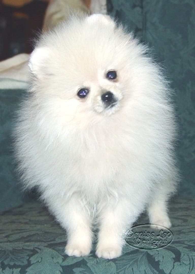 White Pomeranian Puppy Scam Pomeranian Australia