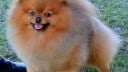 pomeranian
