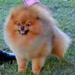 pomeranian