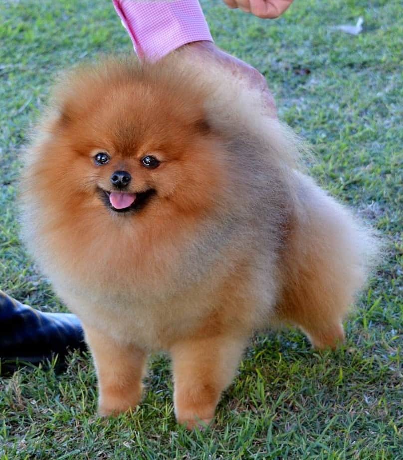 champion pomeranian