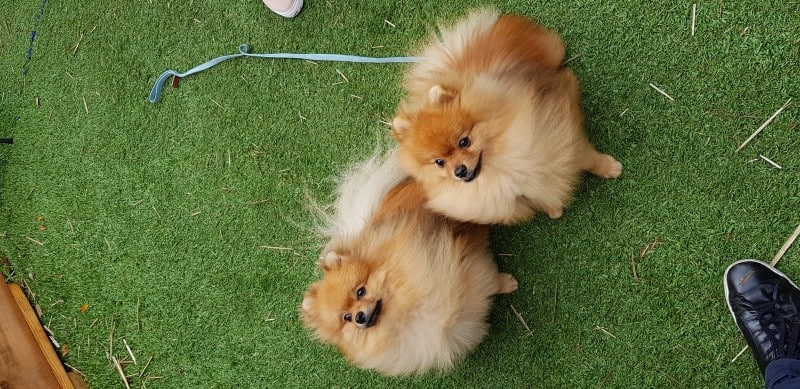 Melbourne Pomeranian Meet-Up June 2018