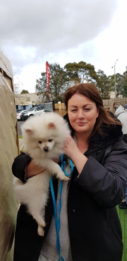Melbourne Pomeranian Meet-Up June 2018