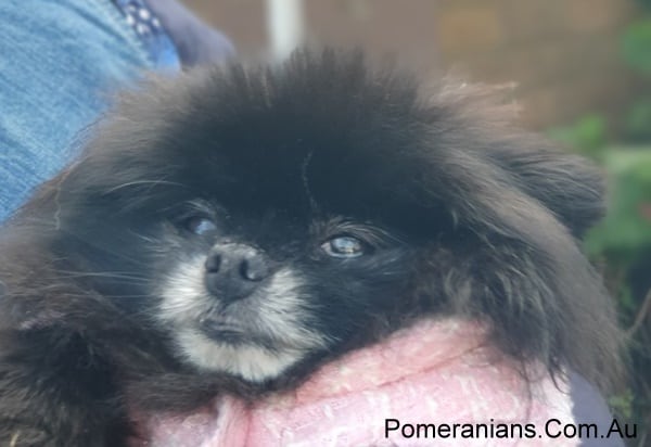 Black Pomeranian at the Melbourne Winter Pomeranian Meet Up 2019