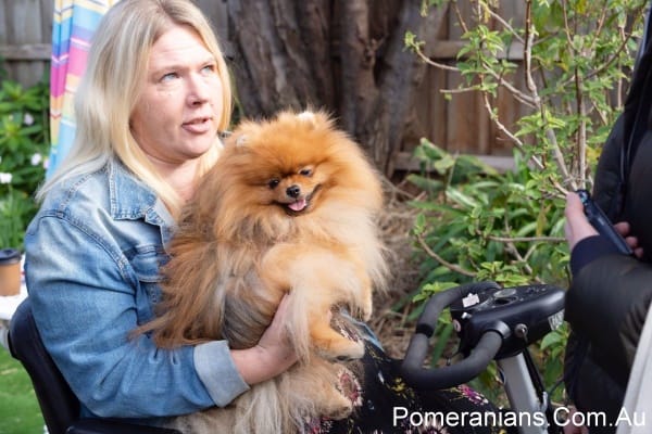 Orange Pomeranian Dog "Flecther" at the Pomeranian Winter Meet Up 2019