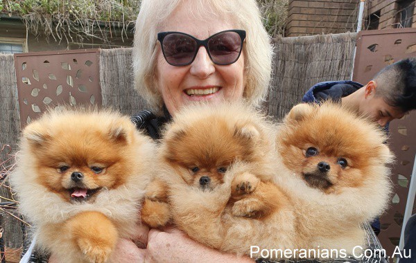 Orange Pomeranian Puppies at the Pomeranian Winter Meet Up 2019