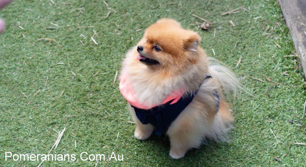 Orange Pomeranian Dog at the Pomeranian Winter Meet Up 2019