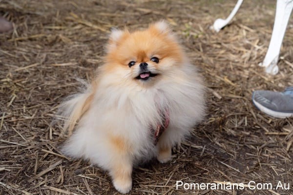 Orange Pomeranian Zoe at the Melbourne Pomeranian Picnic Winter 2019