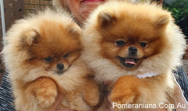 Orange Pomeranians Puppies at the Pomeranian Winter Meet Up 2019