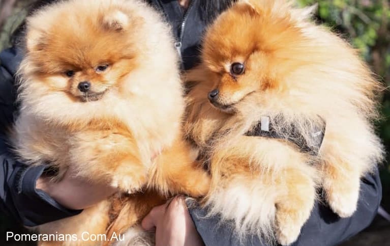 Orange Pomeranians at the Melbourne Pomeraniand Dog Meet Up Winter 2019