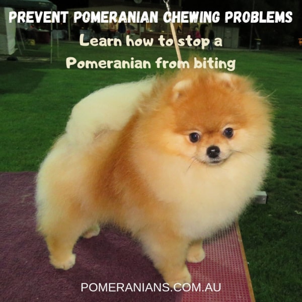 Stop Pomeranian Chewing Problems