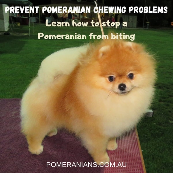 pomeranian puppy biting