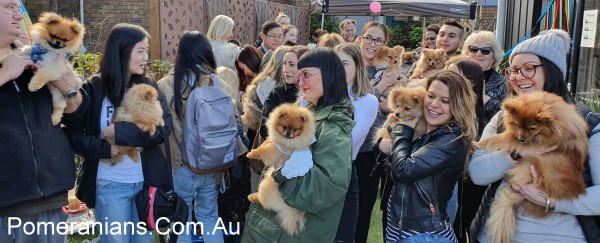 Pomeranian Dogs and their Owners at the Melbourne Winter Pomeranian Meet Up 2019