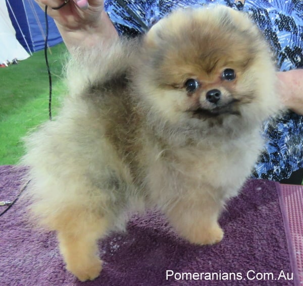 Pomeranian puppy hot sale biting